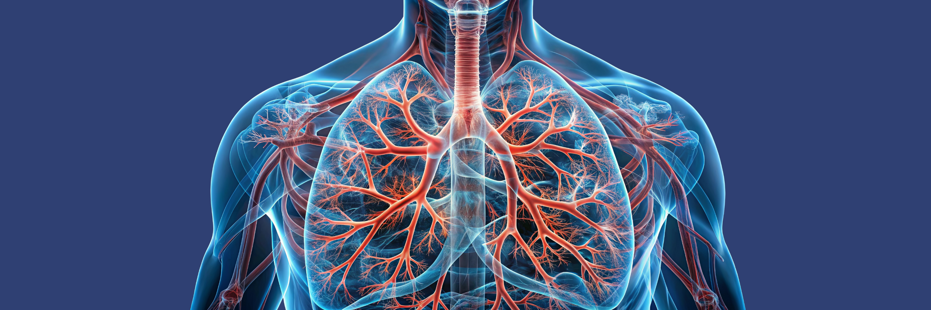 An anatomical illustration showing a transparent human torso, highlighting the lungs and intricate network of blood vessels. The focus is on the respiratory system, with red and blue veins and arteries vividly displayed against a dark background.