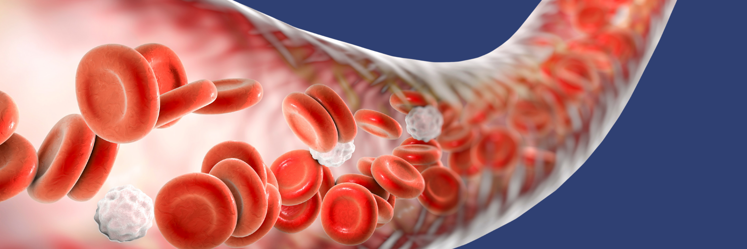 Illustration of red blood cells flowing through a blood vessel, with a few white blood cells visible. The image highlights the components of blood in motion, emphasizing the dynamic nature of circulation within the body. Background is abstract and mainly blue.