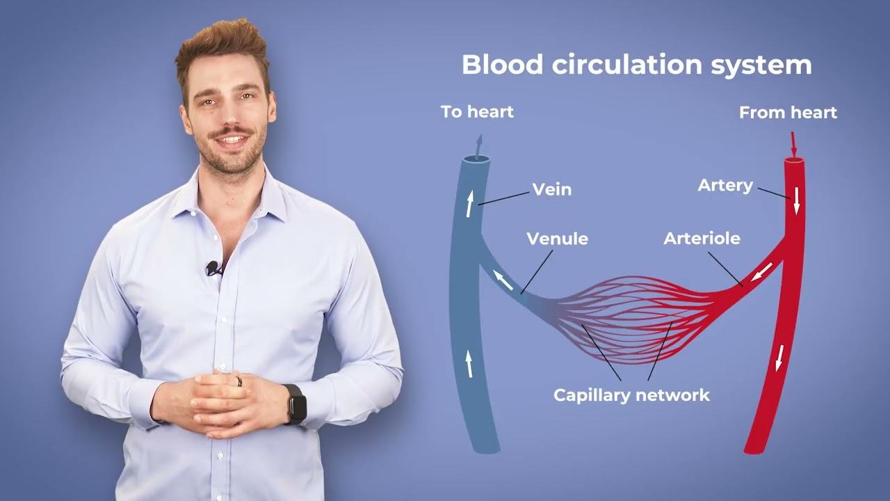 Vascular System and Anatomy